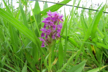 The Summer Meadow is Blooming